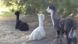 Alpacas on our B&B property, Hobart